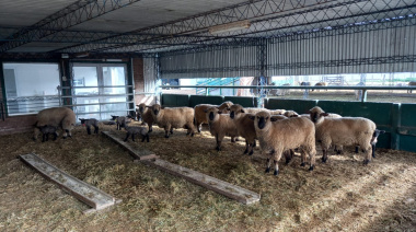 Crean un comité para impulsar la producción ovina bonaerense