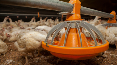 Se confirmó un caso positivo de Influenza aviar en aves comerciales en Buenos Aires