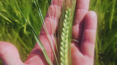 Se recuperan los precios de la cebada cervecera a nivel internacional