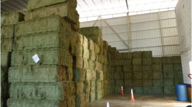 Récord histórico en exportaciones de alfalfa argentina