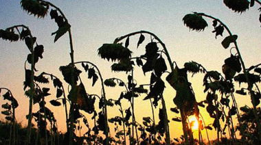 Condición de los cultivos de verano, clima y pronósticos