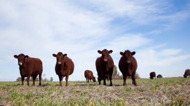 Qué está pasando? Crece la retención de terneros y también aumenta la ocupación en los feedlots