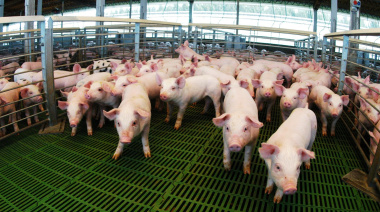 Créditos valor producto: casi $14.000 millones destinados al sector porcino