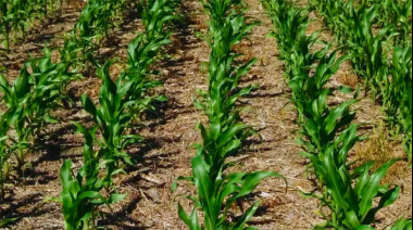 El consumo de fertilizantes creció 3% el último año