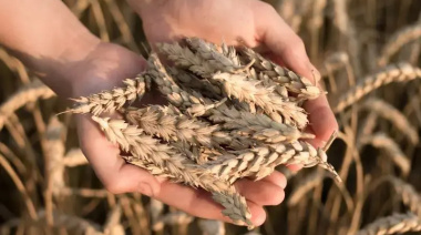 Precalienta la nueva campaña de trigo: recomendaciones para elegir las mejores variedades