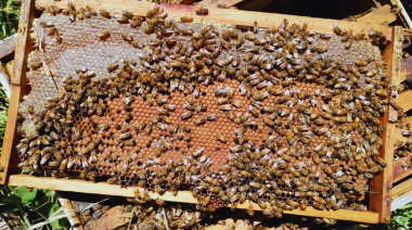 Multiplicación de colmenas: una estrategia que fortalece la apicultura