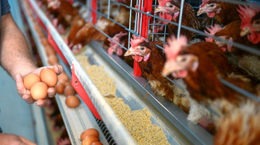 Senasa alertó sobre un nuevo caso de influenza aviar en una granja bonaerense