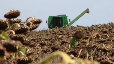 El girasol ya se cosecha en Buenos Aires y La Pampa