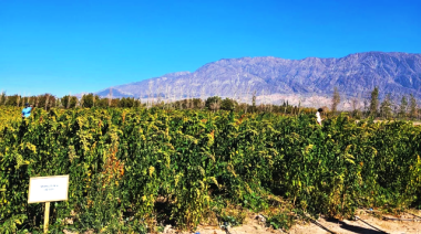 Semillas del INTA viajan al espacio para estudiar cómo responden los cultivos a condiciones extremas