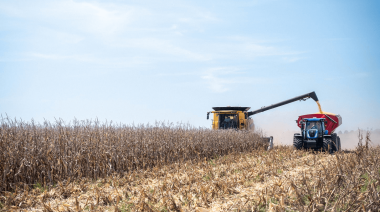 La cosecha de maíz está en rindes promedio de 86 y 98 qq/ha