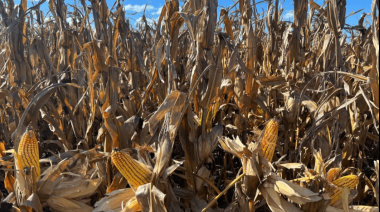 Otro récord: para el Gobierno, la cosecha de maíz crecerá 24% y será la mayor de la historia