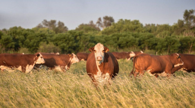 Contundente medida: el Gobierno eliminó la obligación de presentar habilitaciones municipales en trámites clave del Senasa