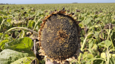 El girasol ya se cosechó en la mitad de su territorio