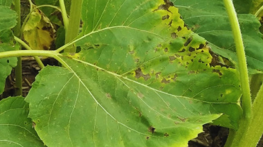 El INTA monitorea enfermedades en el centro del país