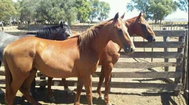Un estudio demostró que los caballos huelen el miedo humano, condicionando su comportamiento