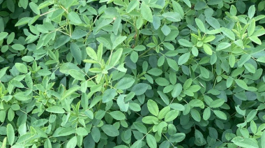 Desarrollan un trébol que no depende de la suerte