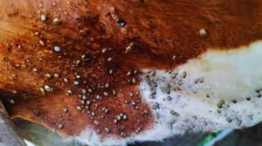 Bovino Criollo, entre las razas con resistencia natural a la garrapata