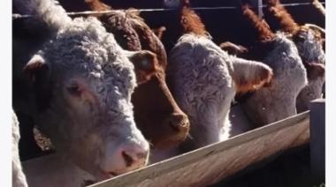 Hilario Ascasubi: presentarán el nuevo concentrado proteico “Limiter” para mejorar la eficiencia en la producción de carne