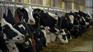 Del descarte intuitivo al negocio estratégico: cómo maximizar el valor en el tambo con genética y Beef on Dairy