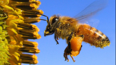 Apicultura: destacan cambios en la agricultura que mejoraron el entorno para las abejas