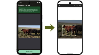 Estudiantes de Bahia Blanca crearon una app que detecta problemas nutricionales en el ganado