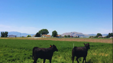La carne de sistemas pastoriles se destaca por su valor nutricional
