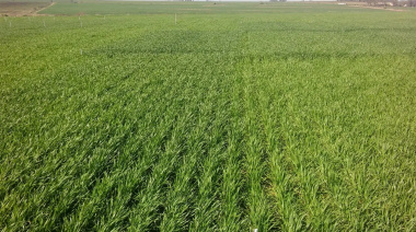 Cómo preparar la próxima campaña: suelos, agua y fertilización