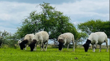 Alerta de Senasa: se detectó la “vaca loca” de los ovinos en Argentina y el país pierde un status sanitario