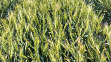 Trigo: las recomendaciones para la elección de materiales para la próxima campaña