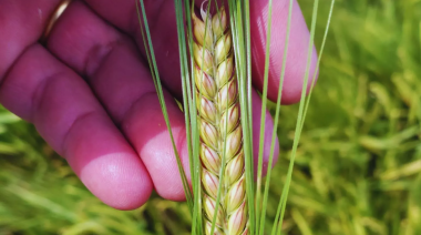 El INTA presenta una nueva cebada cervecera