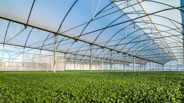 Semilleros: denuncian que cada vez se usa menos material fiscalizado