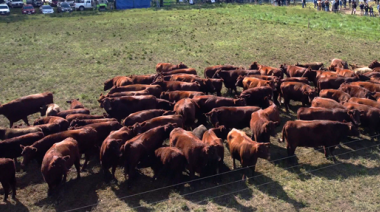 El poder de los cruzamientos para ganar un 20% más de kilos