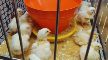 Estudian alternativas naturales para potenciar la producción avícola