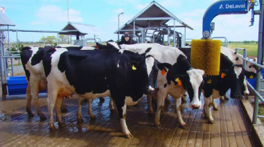 Con robótica, los tambos triplican la productividad y la eficiencia