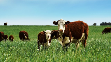 Ganadería: los precios entran en una fase de ajuste tras los máximos históricos