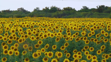 Girasol: un cultivo que se expande en superficie y producción