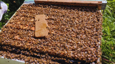 Pautas para asegurar colmenas fuertes en la próxima campaña