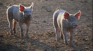Productores de cerdo se movilizaron para exigir un valor de referencia de $2.500