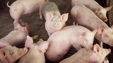 La producción porcina creció 15,7% durante el primer trimestre de 2026