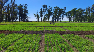 Presentan una nueva avena con potencial forrajero