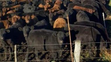 Cambia el mapa mundial de la carne y Argentina está bien posicionada