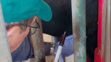 Desde La Pampa exportan bovinos reproductores a Uruguay