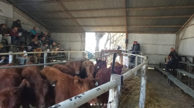 Tornquist: se realizó el remate del 2° Concurso de terneros del Sudoeste en la 50° Exposición Rural