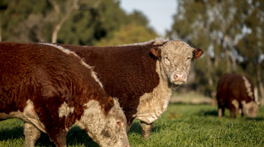 Cuenta regresiva para la normativa sobre deforestación de la U.E.: los productores deben inscribirse en VISEC Carne