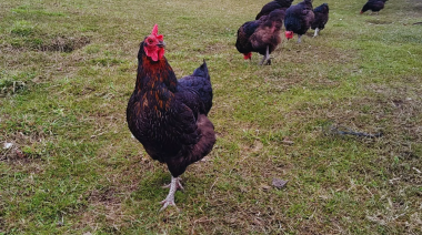 Evalúan tecnología para incrementar la producción de huevos en invierno