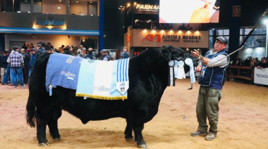 Se eligieron los Grandes Campeones Angus de Otoño