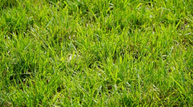 Nutrición efectiva y responsable de pasturas