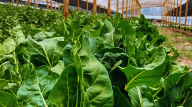 EL INTA presentó un Manual de Horticultura