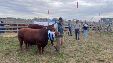Limangus se lució en Agroactiva: «un toro bien de campo, funcional, que viene a venderse»