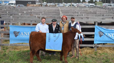 De la peluquería a la pista de jura de reproductores bovinos: un joven cabañero logró el Gran Campeón Angus en AgroActiva 2026